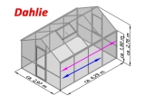 Gewächshaus Dahlie