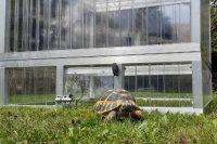 Schildkröten-Haus TOP 150