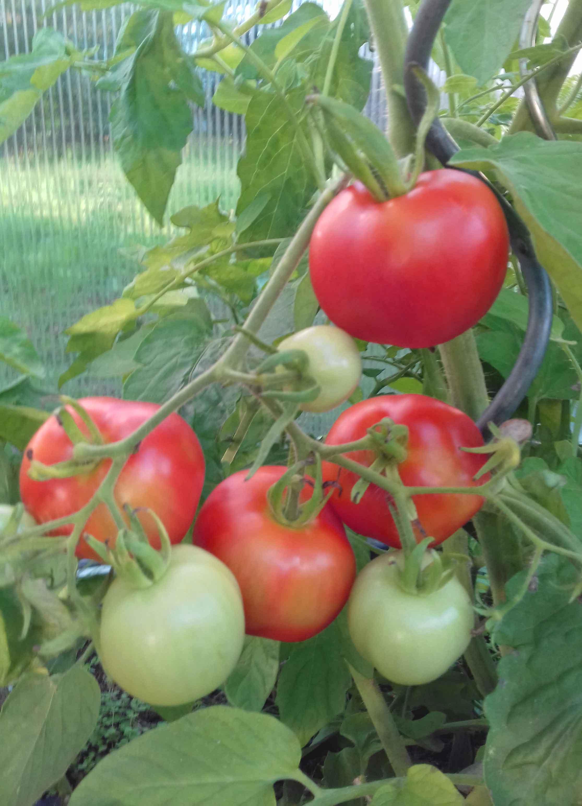 Tomaten Matina selber anbauen Botanicum Aarau