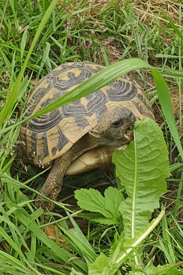 Testudo Boettgeri am Fressen