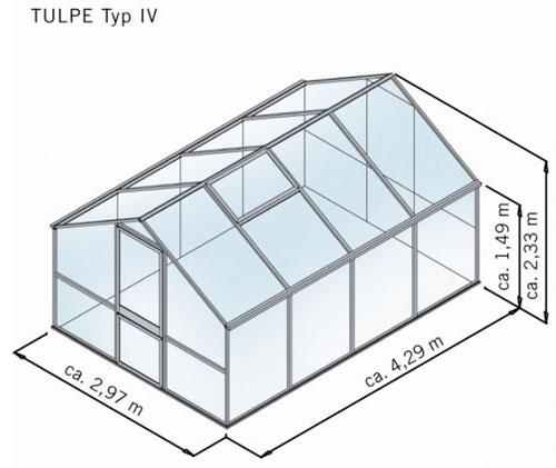 Tulpe IV 02