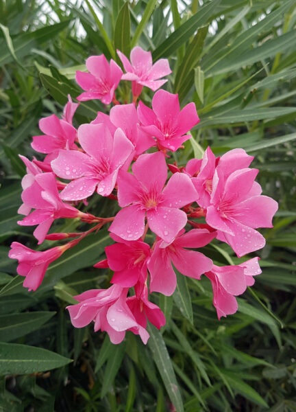 Oleander wird im Gewächshaus überwintert